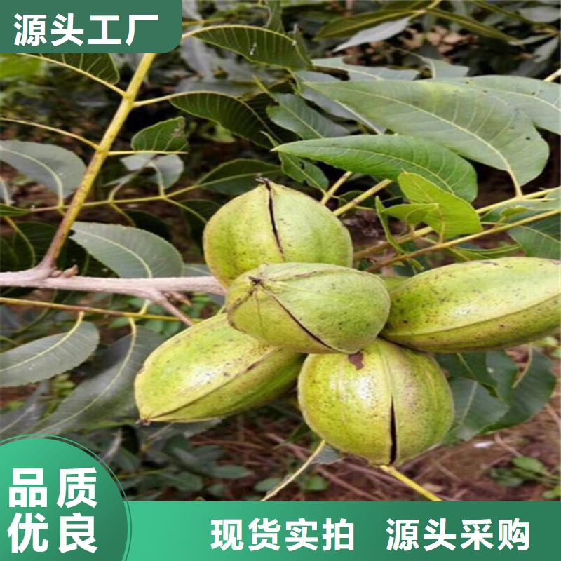 核桃苗蜂糖李子树苗工厂直供