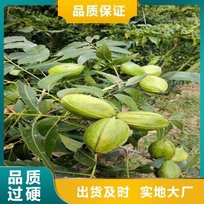 核桃苗花椒树苗工艺精细质保长久