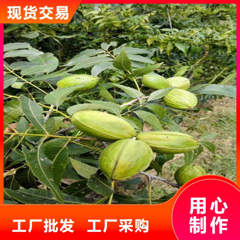 【核桃苗】-桃树苗详细参数