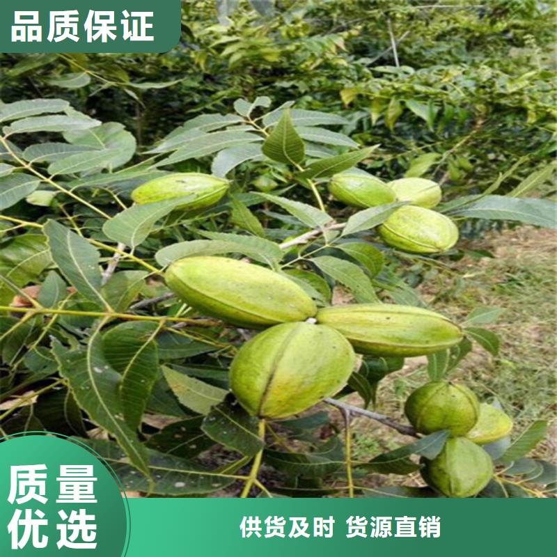 核桃苗-大棚草莓苗质量优价格低