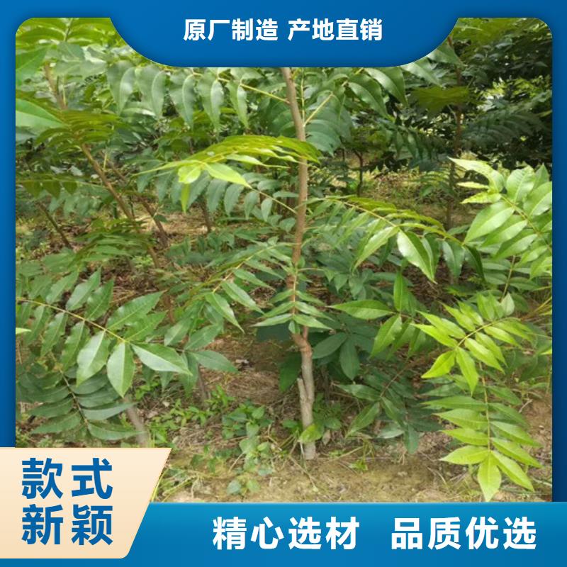 原生核桃树苗种植条件