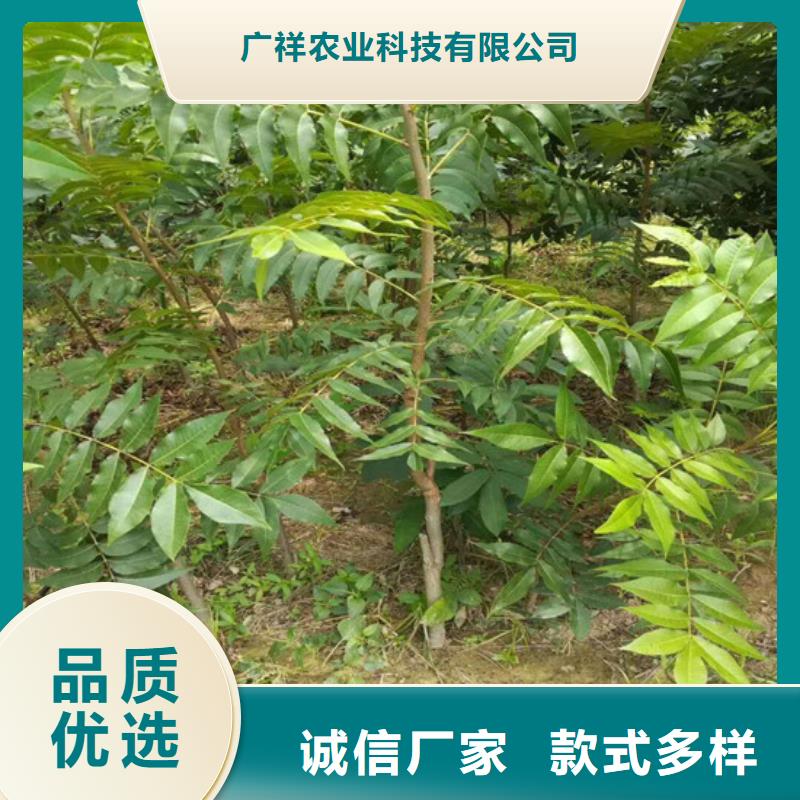 核桃苗桃树苗基地厂家十分靠谱