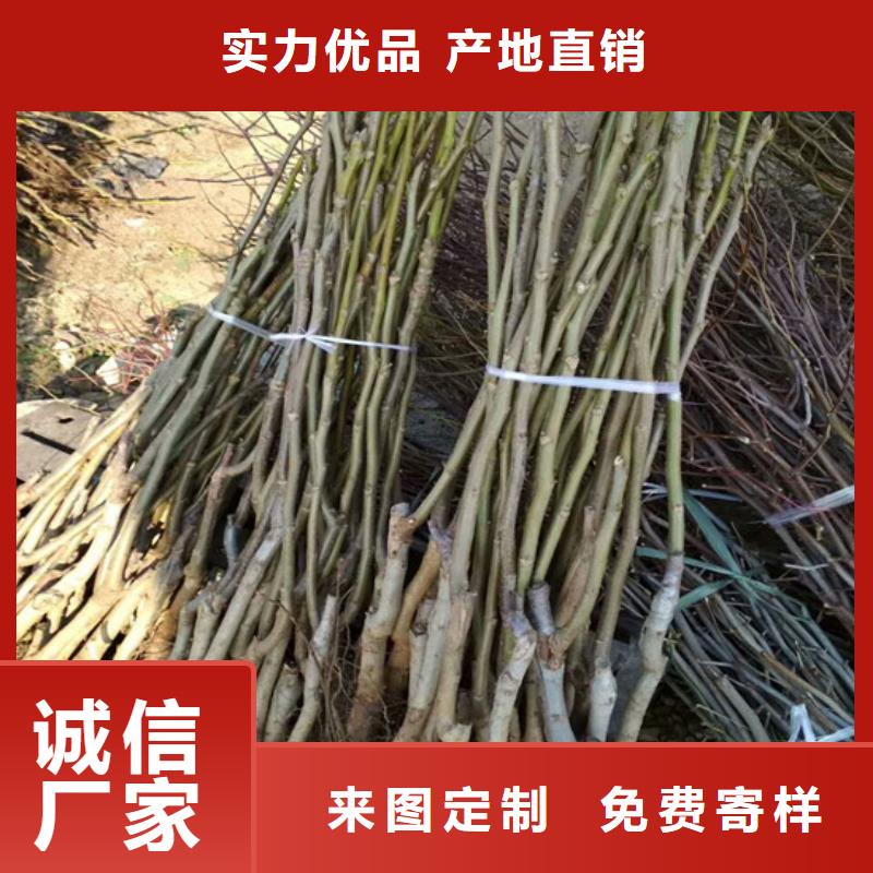 核桃苗【冬雪蜜桃树苗】厂家供应