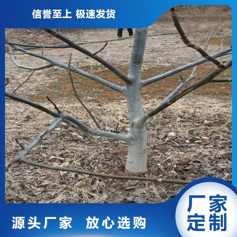 核桃苗果树苗有口皆碑