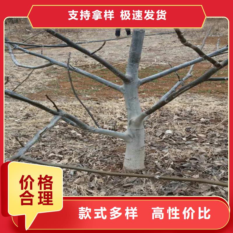 核桃苗樱桃苗品质服务诚信为本