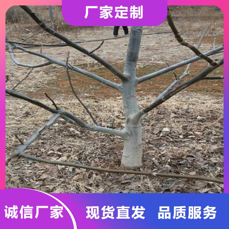 纸皮核桃苗批发
