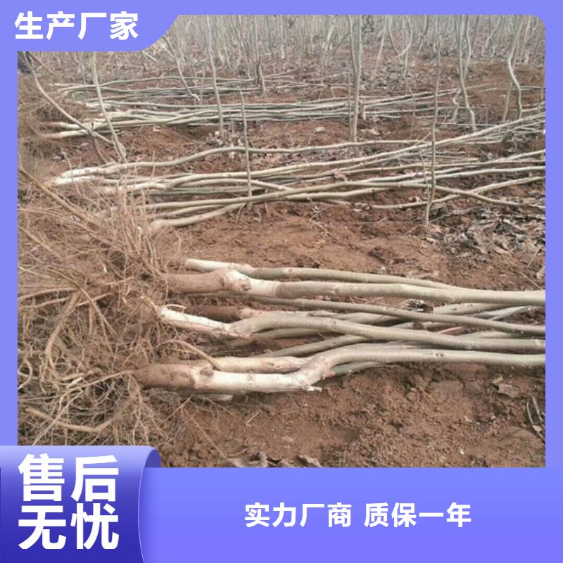 【核桃苗】苹果苗保障