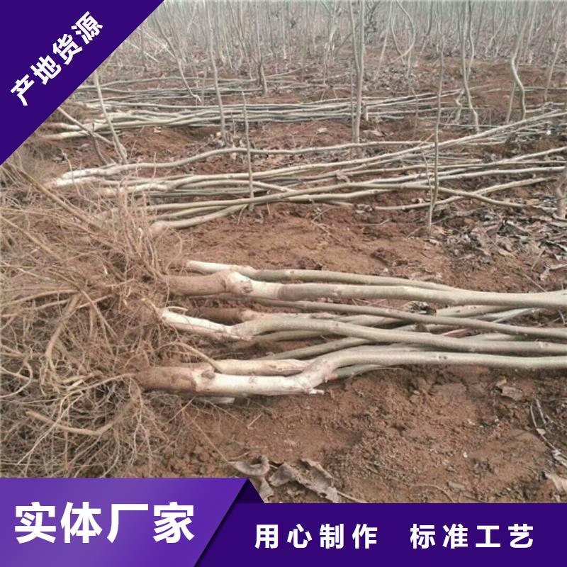 核桃苗,大棚草莓苗货真价实