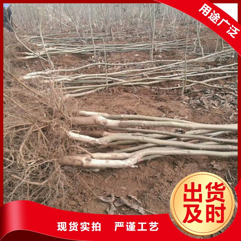 丰香核桃树苗基地批发