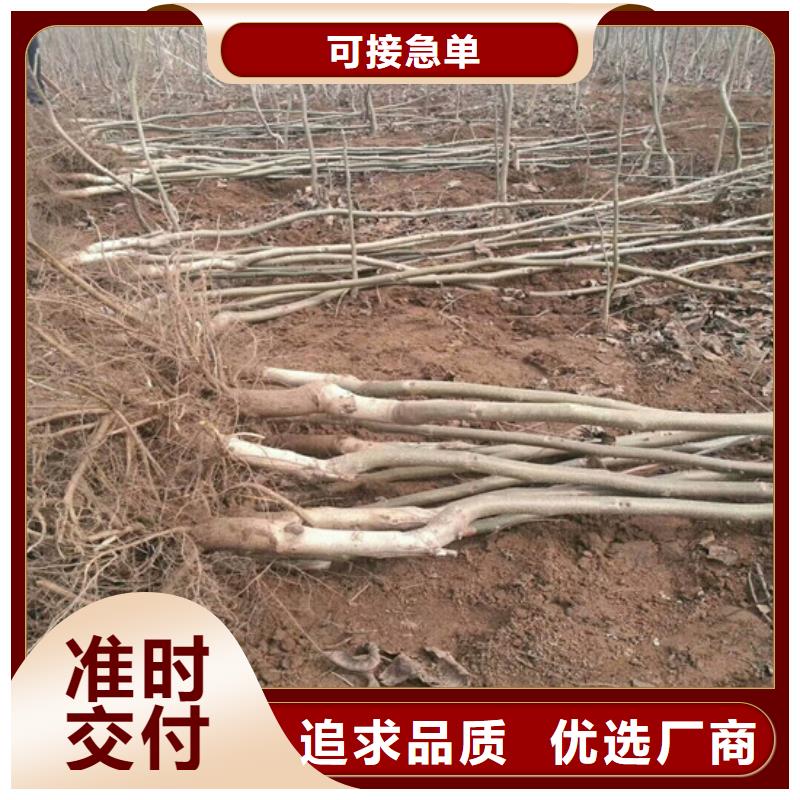 8518核桃苗培育基地