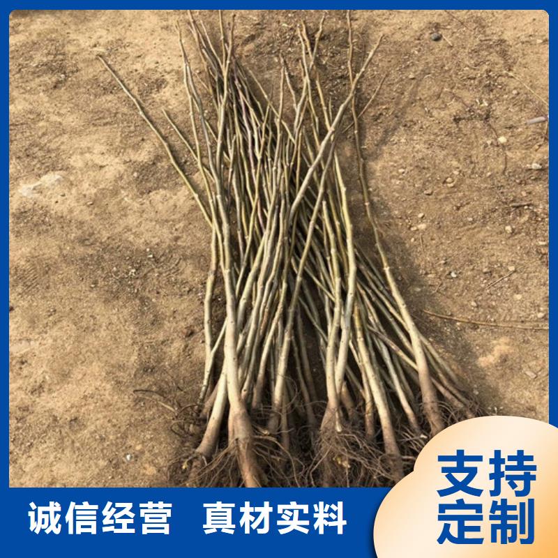【核桃苗】-桃树苗详细参数