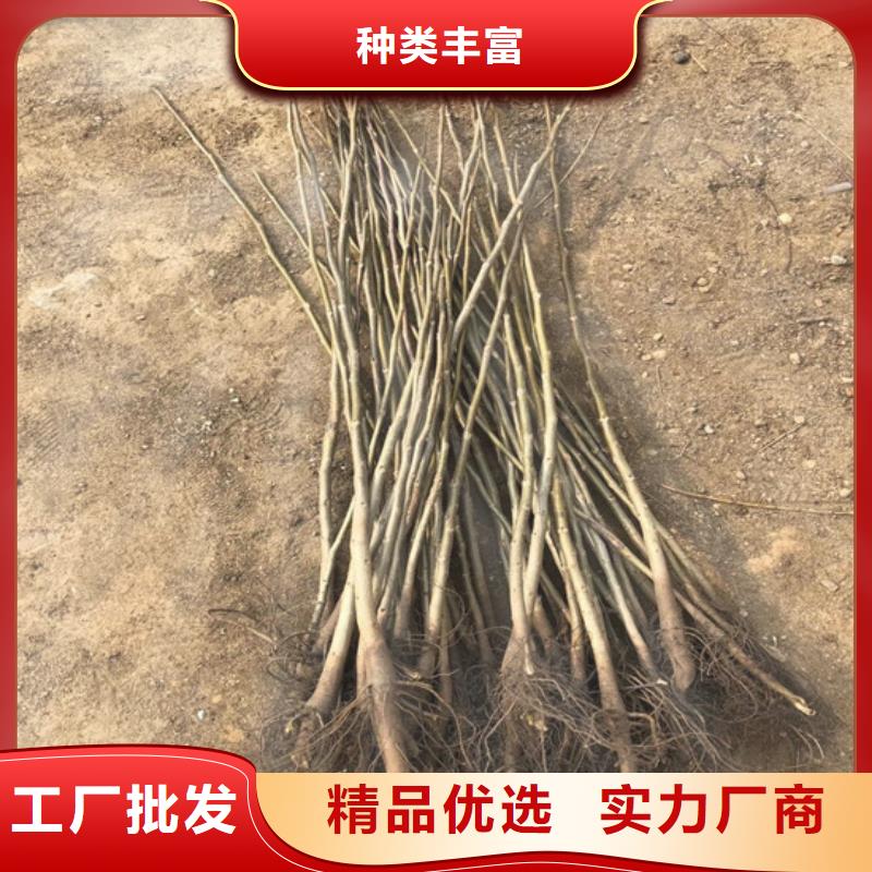 8518核桃苗批发