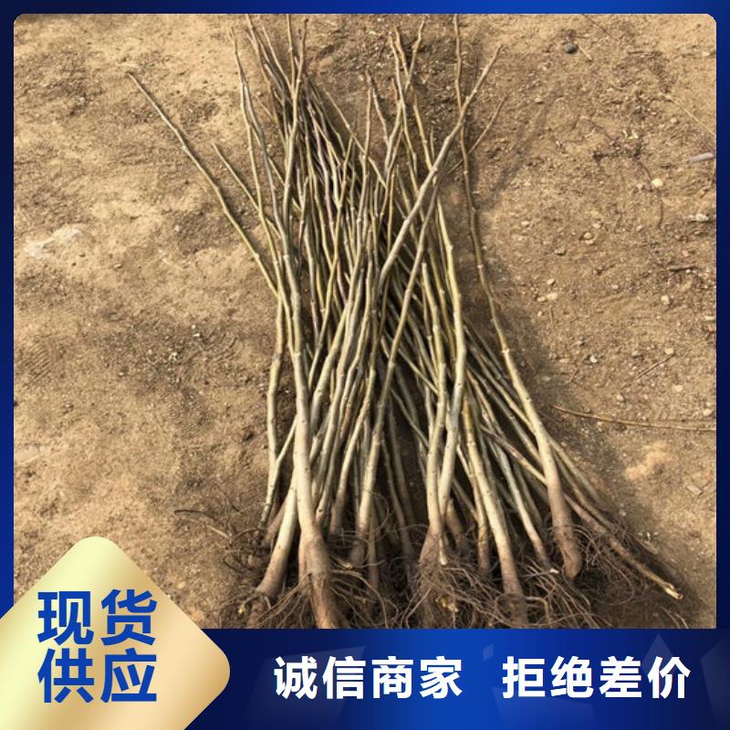 核桃苗-草莓苗价格每个细节都严格把关