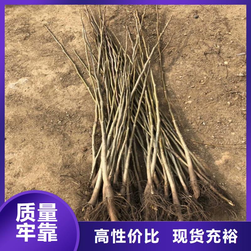 核桃苗板栗苗物美价优