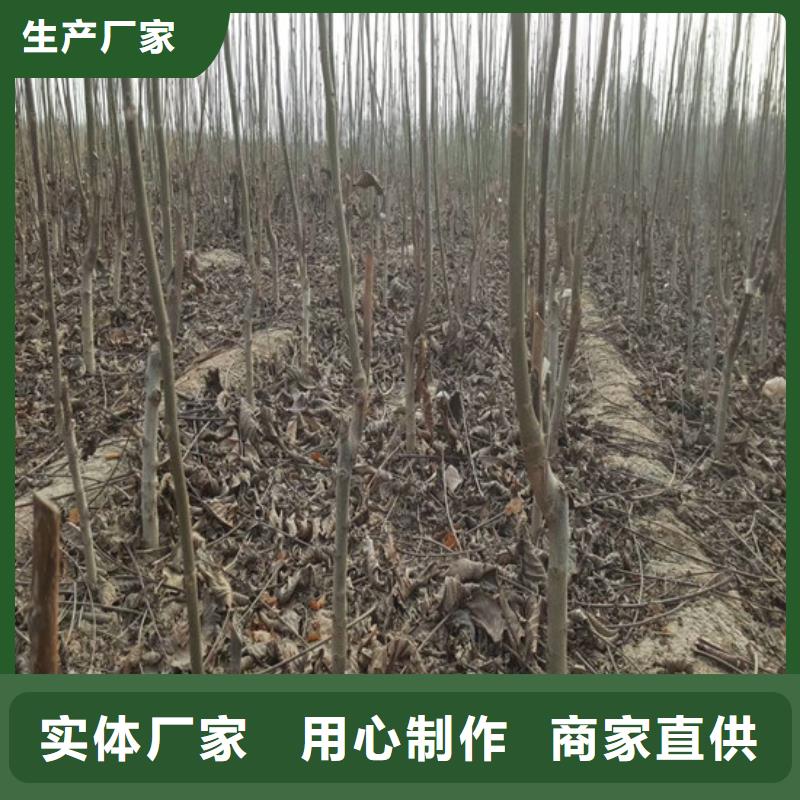 核桃苗大棚草莓苗服务始终如一
