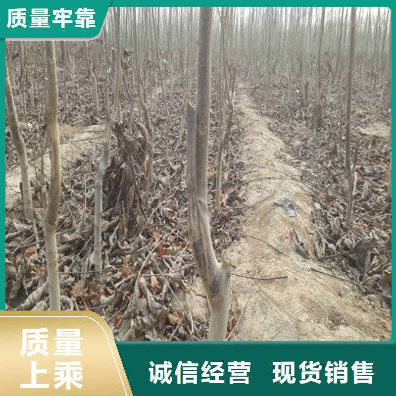 核桃苗红富士苹果树苗生产安装