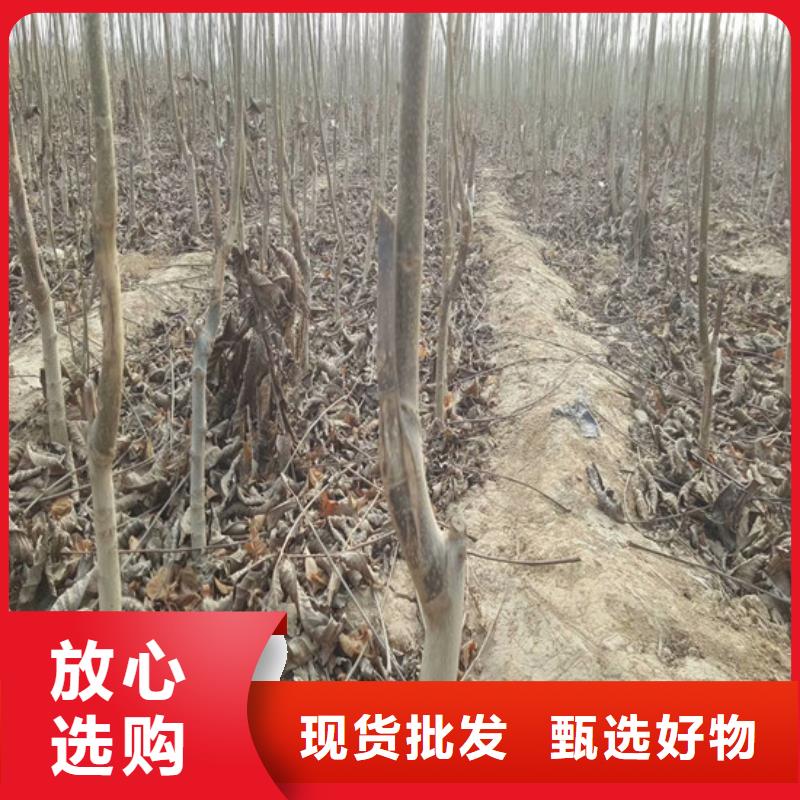 核桃苗大棚草莓苗出货及时