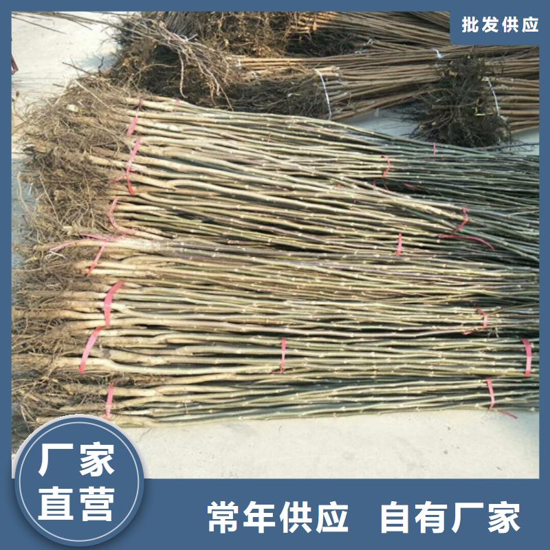 【核桃苗】板栗苗款式新颖