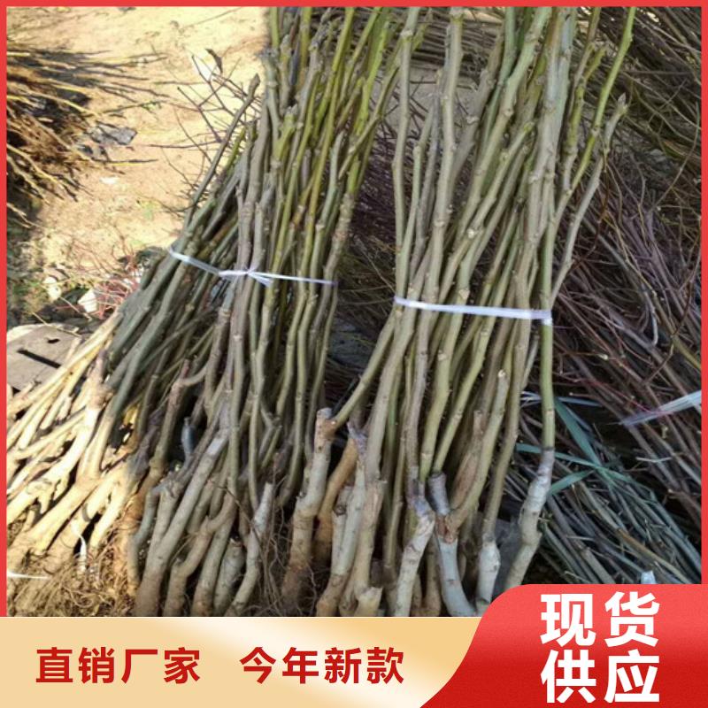 【核桃苗蜂糖李子树苗实力见证】