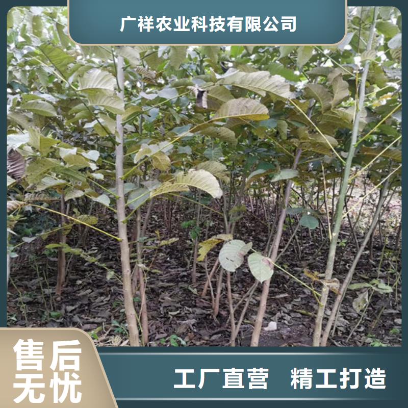 核桃苗毛蟠桃树苗基地现货满足大量采购