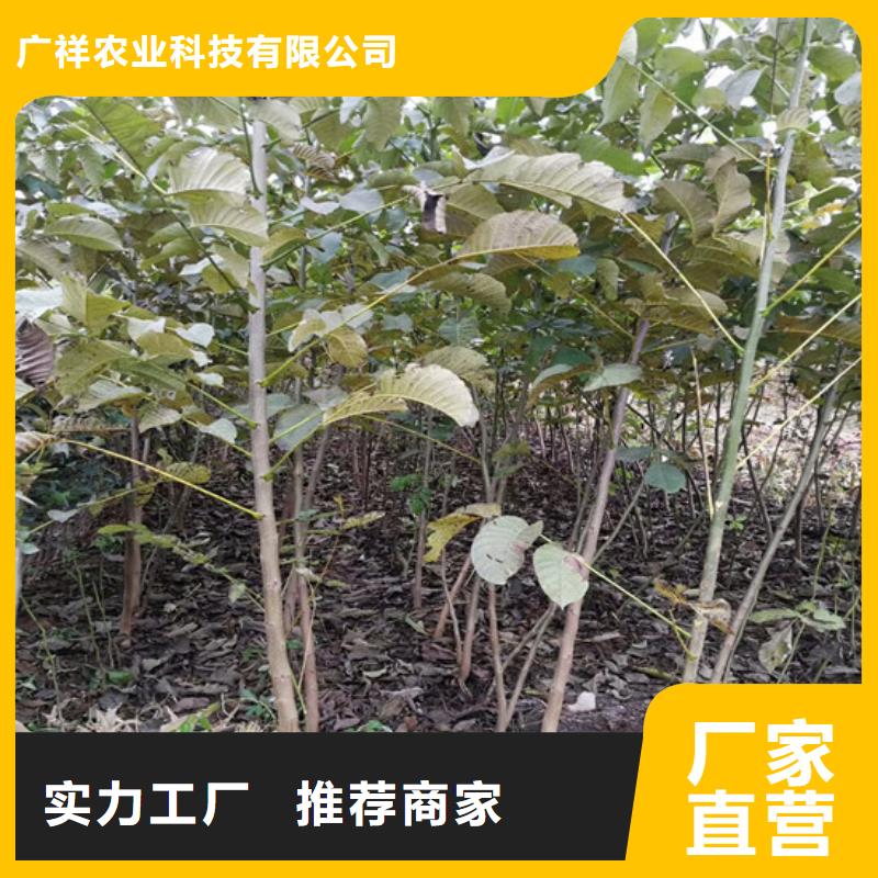 核桃苗樱桃苗客户满意度高