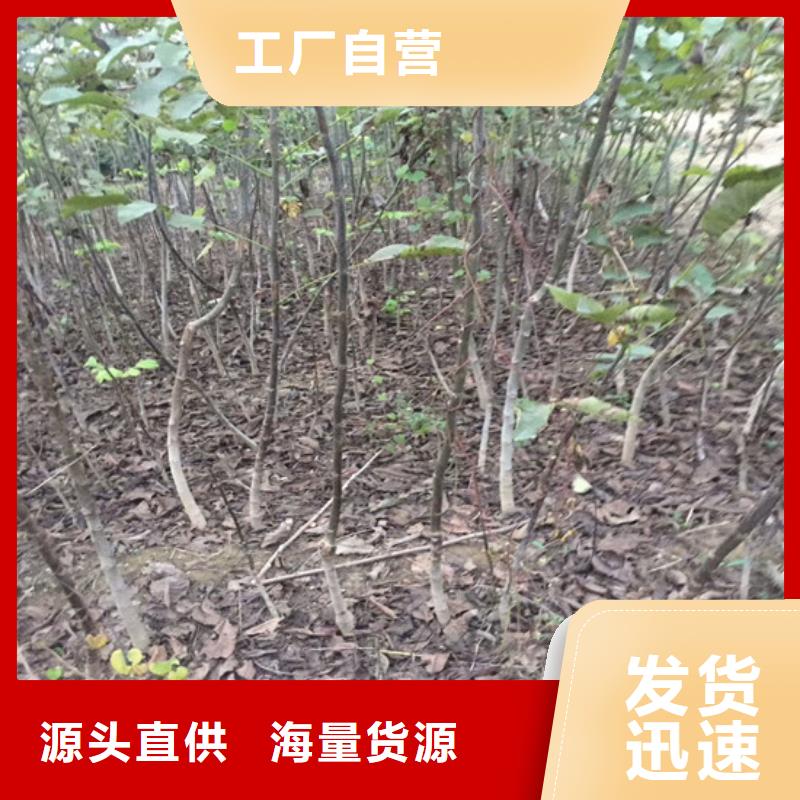 核桃苗大棚草莓苗服务始终如一