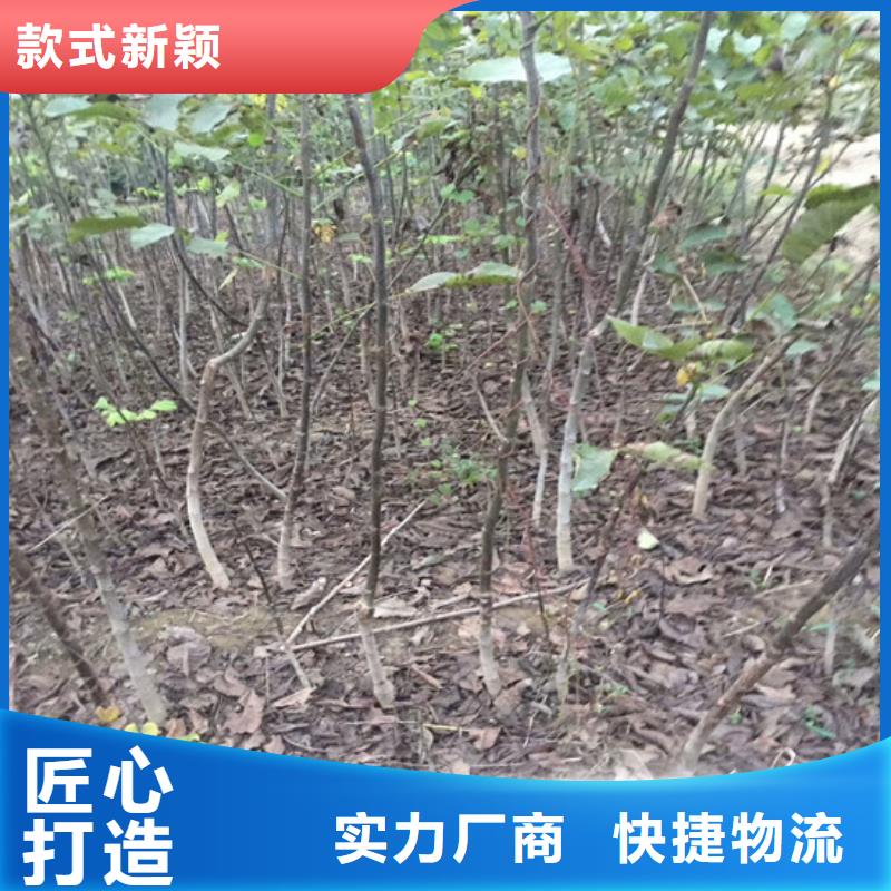 核桃苗_【白桃树苗】现货直发