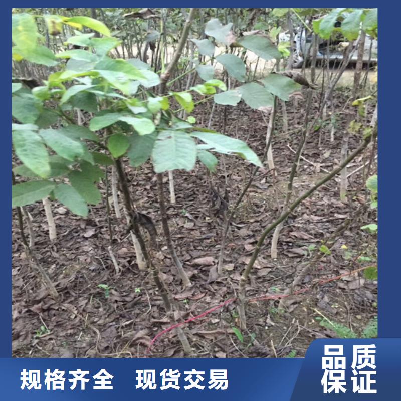 【核桃苗】板栗苗满足您多种采购需求