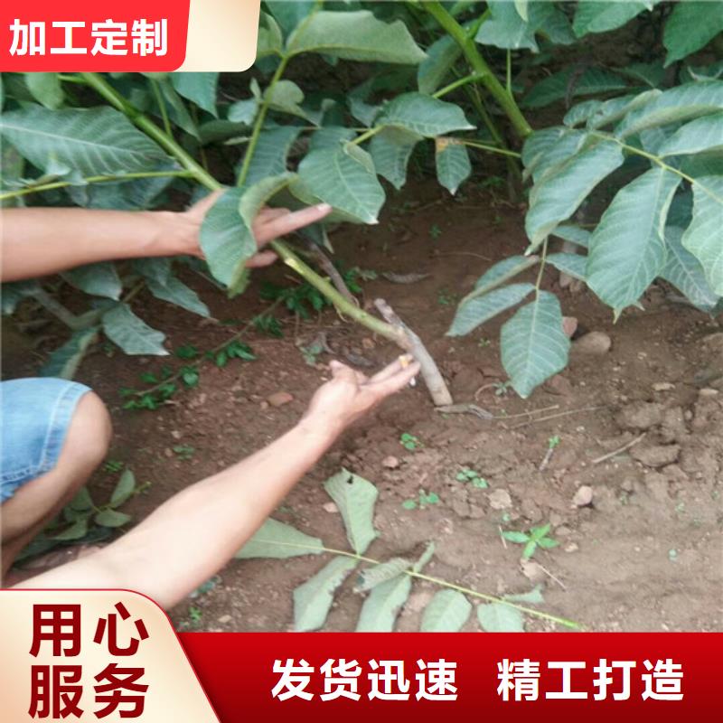核桃苗果树苗有口皆碑