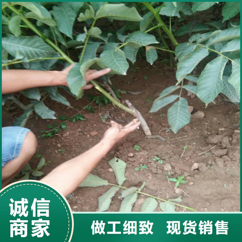 核桃苗【红蜜桃树苗】价格低