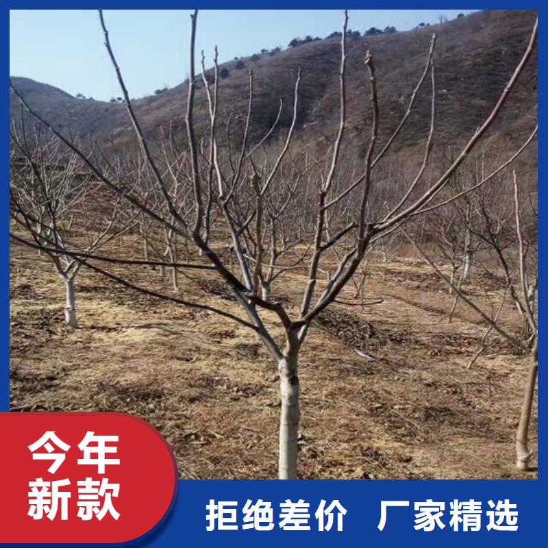 核桃苗梨树苗基地产品参数