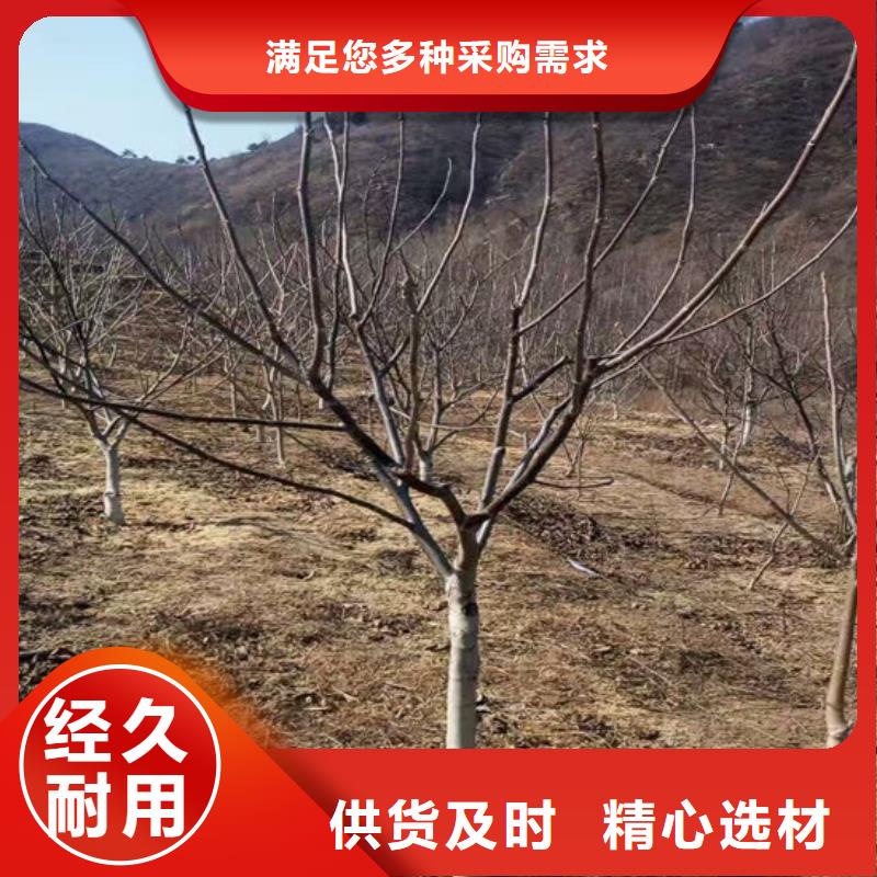 核桃苗樱桃苗基地现货充裕