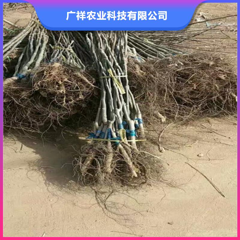 核桃苗樱桃苗基地现货充裕