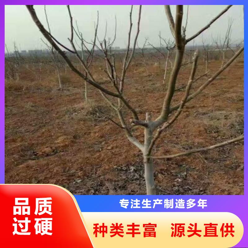 核桃苗果树苗有口皆碑