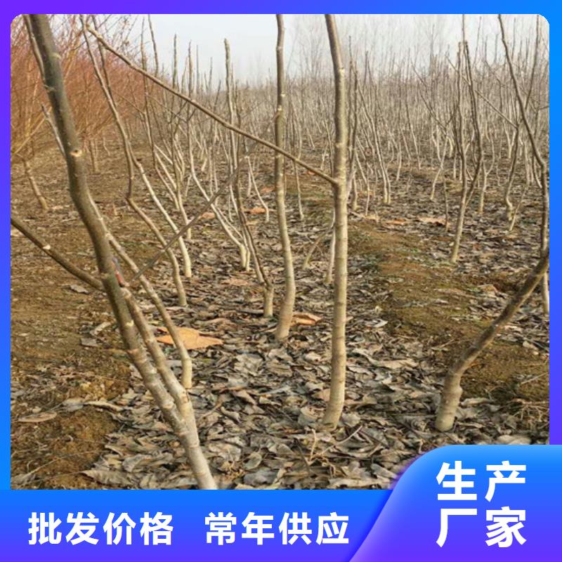 【核桃苗苹果苗基地细节决定品质】