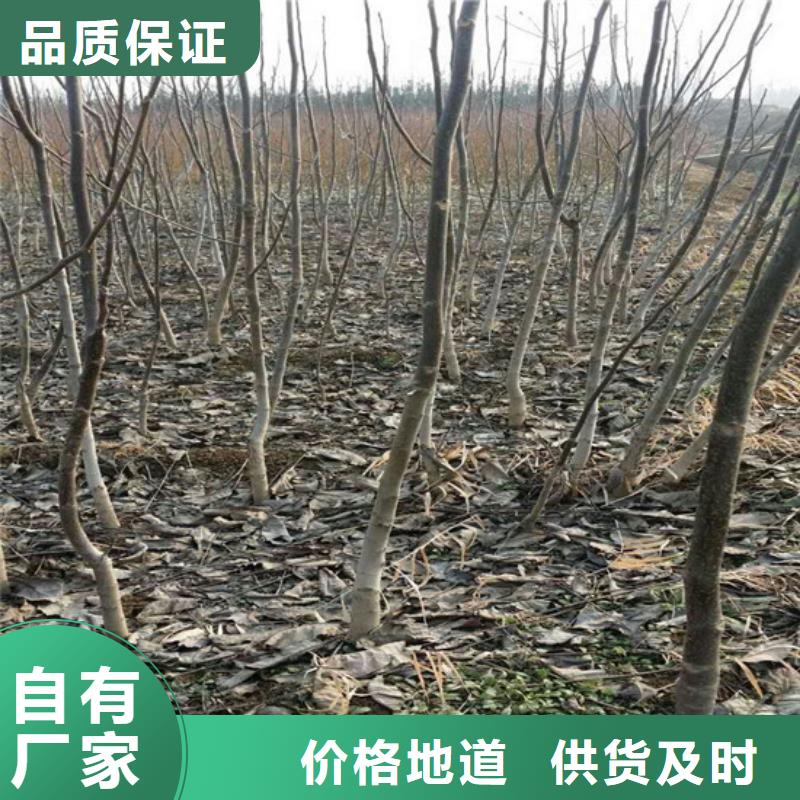 核桃苗樱桃苗基地现货充裕