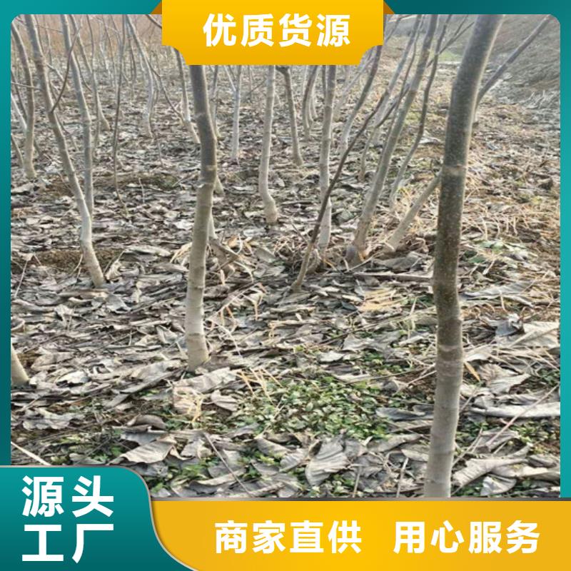 核桃苗果树苗一周内发货