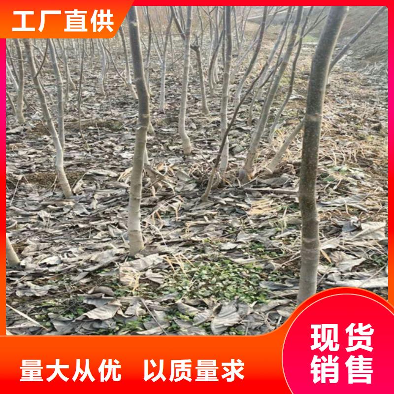 丰香核桃树苗基地批发
