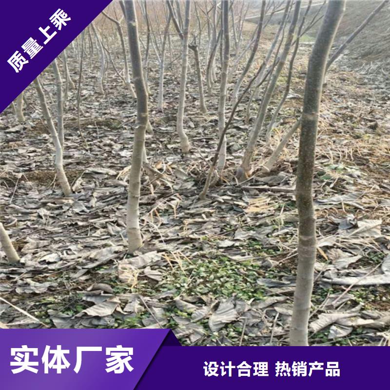 【核桃苗】板栗苗满足您多种采购需求