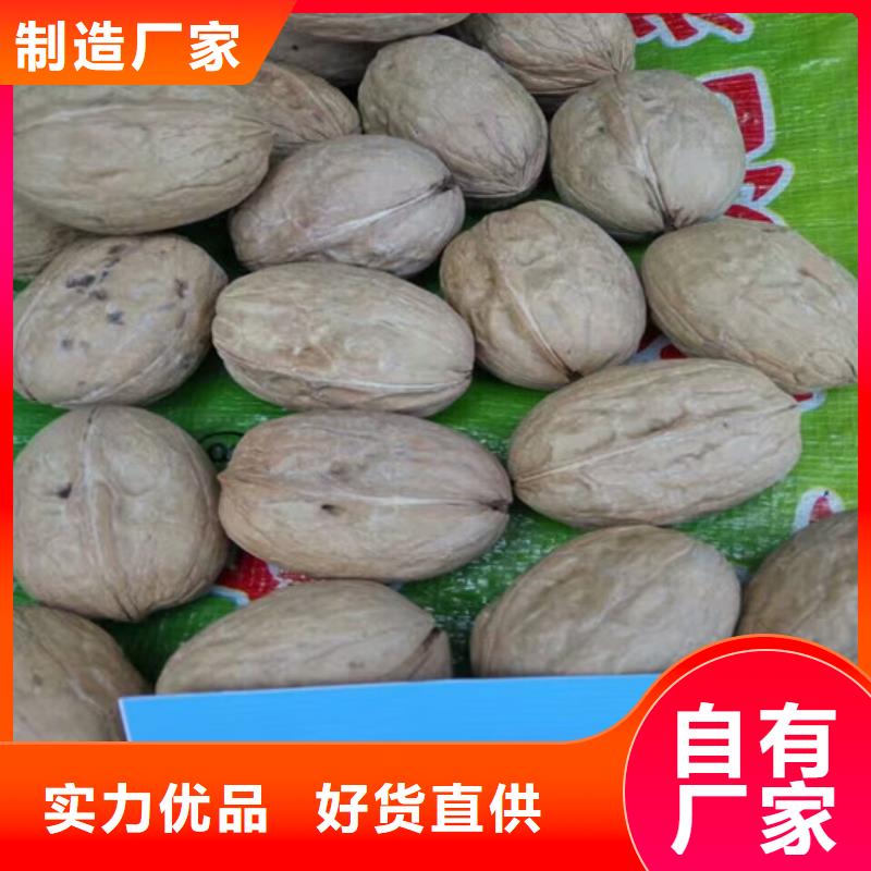核桃苗【冬雪蜜桃树苗】厂家供应