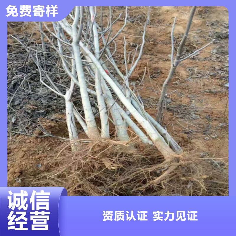核桃苗徐香猕猴桃树苗现货批发