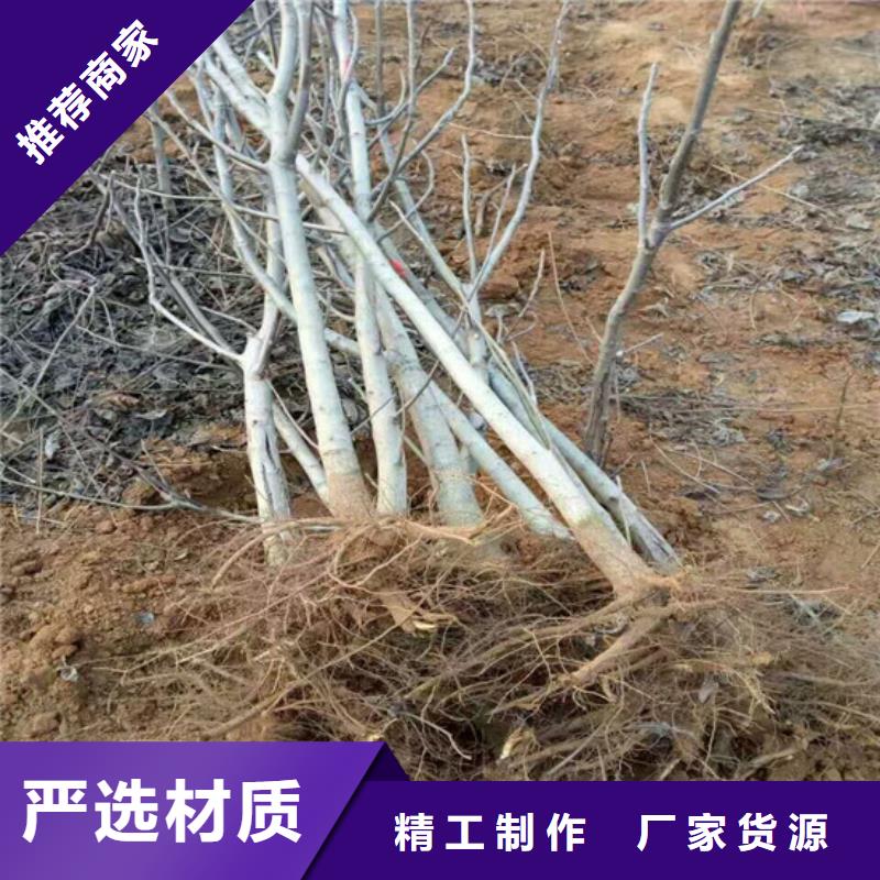 核桃苗【红蜜桃树苗】价格低