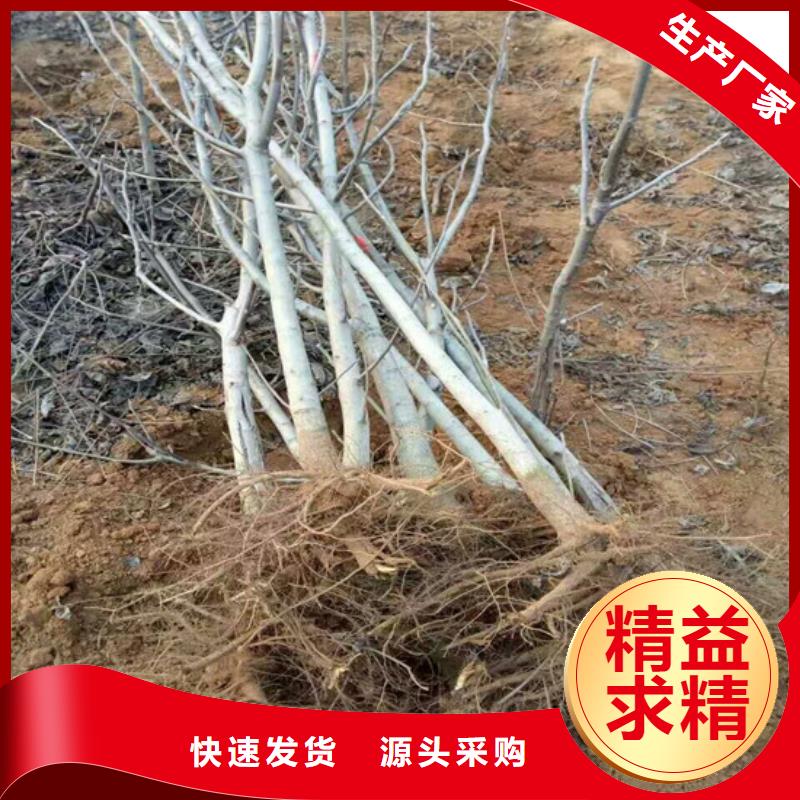 核桃苗樱桃苗客户满意度高