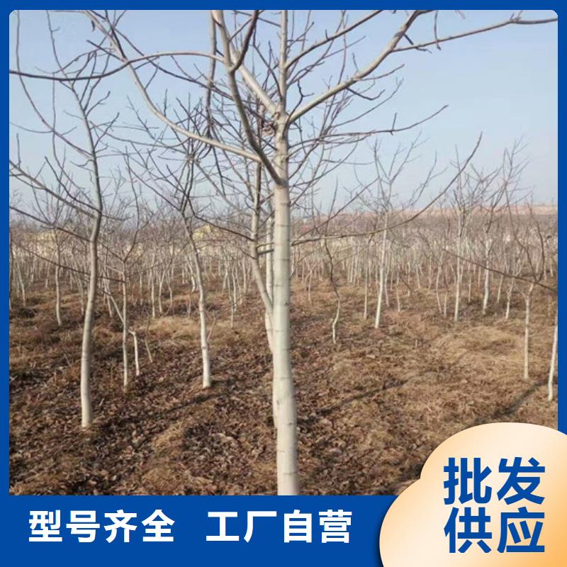 核桃苗_艾琳娜西梅树苗厂家直销放心