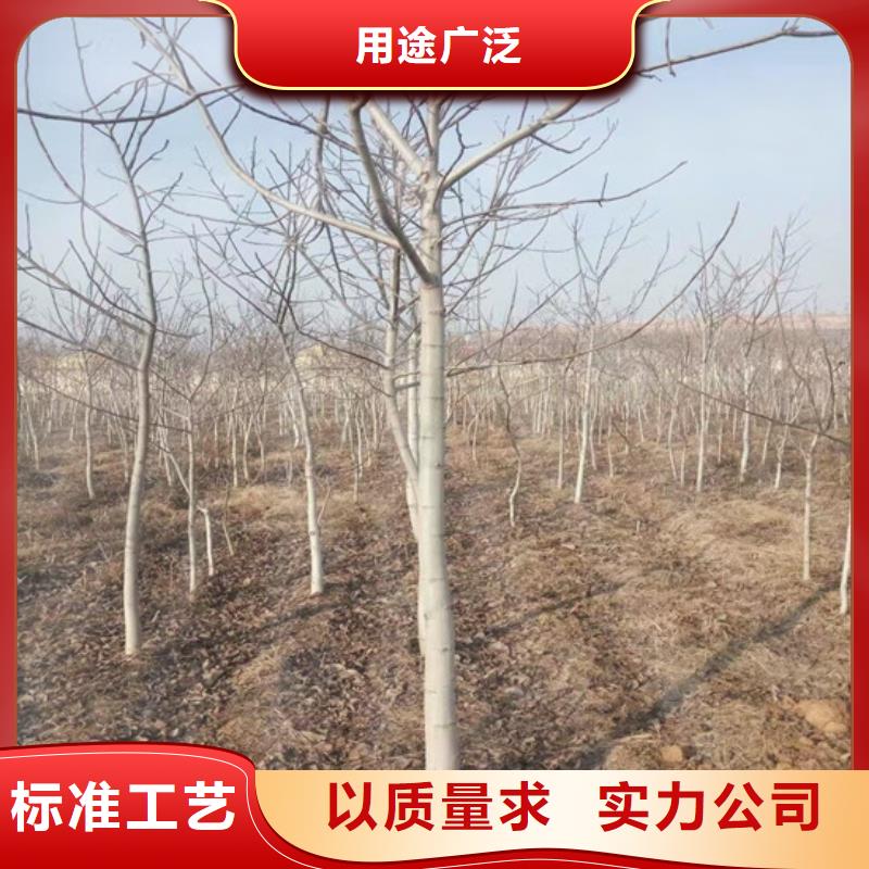 二年生清香核桃苗