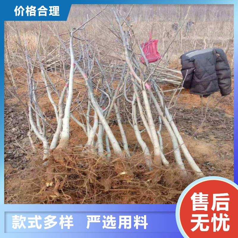 【核桃苗梨树苗多行业适用】