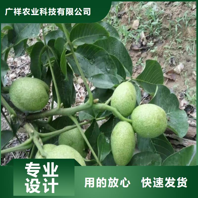 核桃苗甜柿子树苗一站式供应厂家