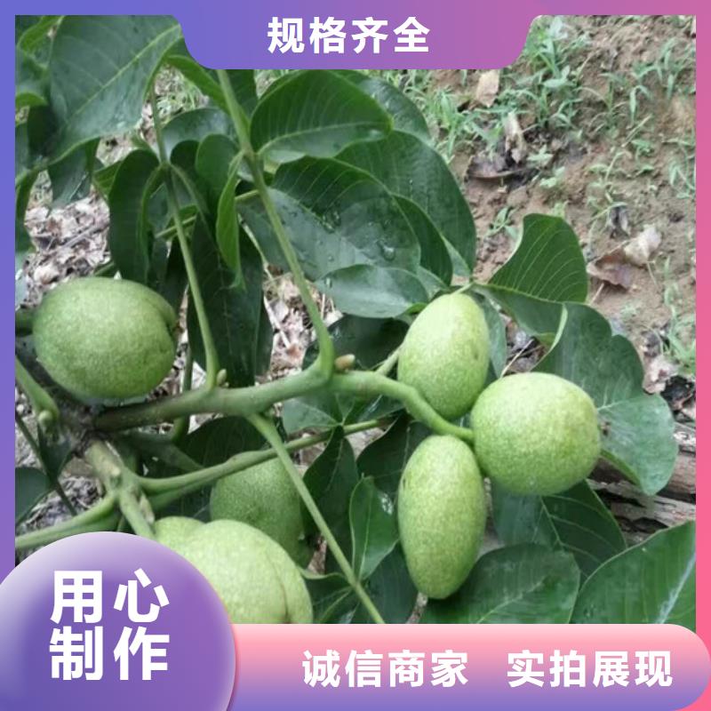 核桃苗黄金苹果树苗专业设计