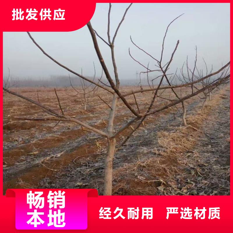 核桃苗桃树苗基地厂家十分靠谱