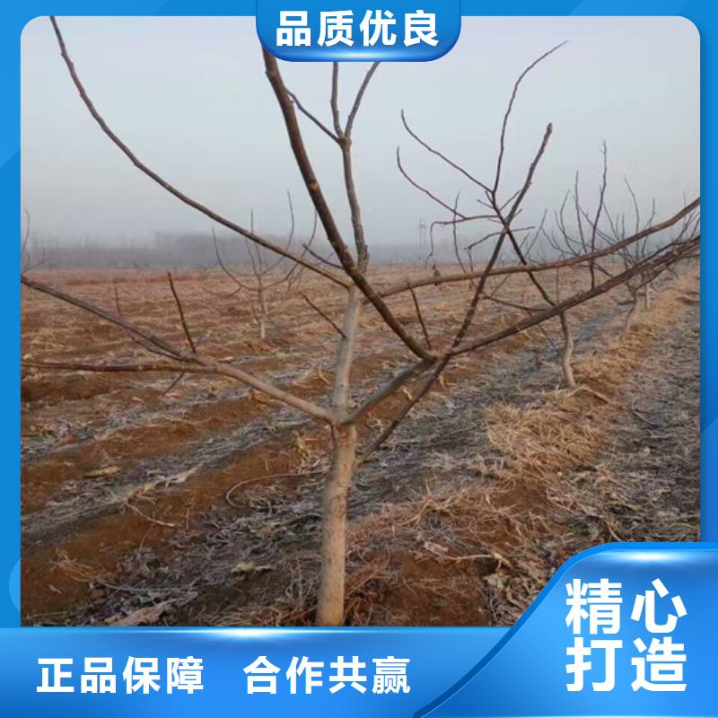 8518核桃苗培育基地